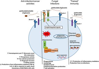 The Complexity of Fungal β-Glucan in Health and Disease: Effects on the Mononuclear Phagocyte System